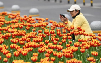 重庆一商圈用盆栽打造郁金香花海 吸引市民打卡