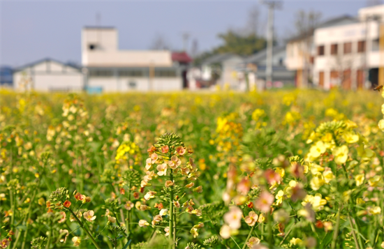 青神：五彩油菜花绽放“美丽经济”