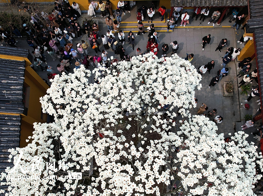 杭州500岁古玉兰树迎来盛花期