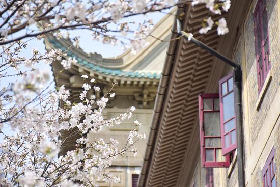 Cherry blossoms in Wuhan University enter best viewing season