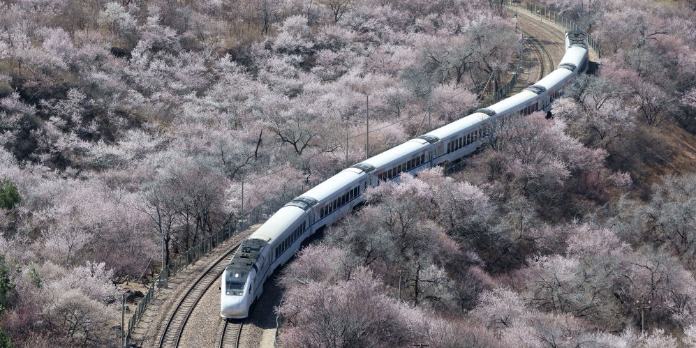 春日限定！花海列车已上线