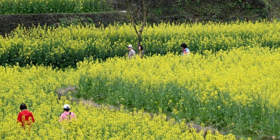 安徽黄山：油菜花开春光美