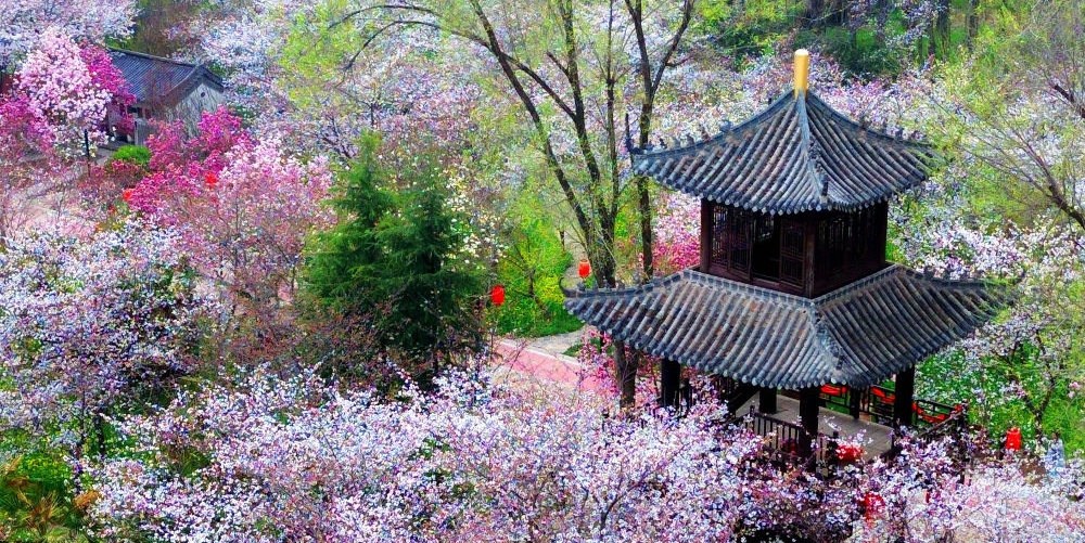 春花邂逅古建，花都“种花人”的中式浪漫