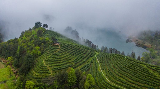 千年贡茶焕发新生 一片茶叶富一方百姓