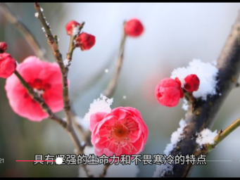 今日小寒 踏“雪”寻梅