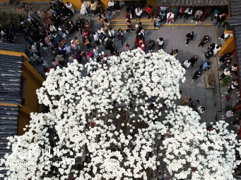 杭州500岁古玉兰树迎来盛花期