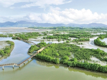 广东湿地、红树林总面积居全国前列