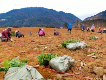 特色产业再升级 钟山千亩五指毛桃助力乡村振兴