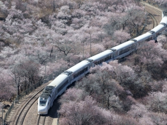 春日限定！花海列车已上线