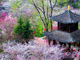 春花邂逅古建，花都“种花人”的中式浪漫