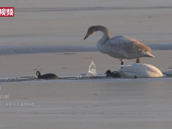 大天鹅飞抵青海察尔汗盐湖淡水区