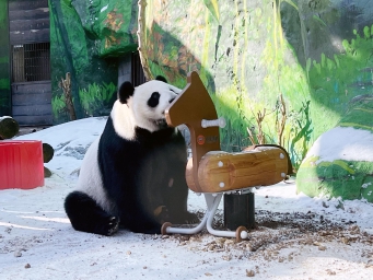 Giant panda cub Katyusha enjoys life in Russia