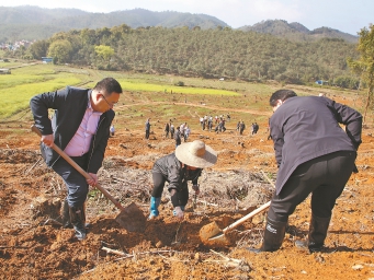 清远英德力争麻竹笋产业产值破百亿元  1.8万名干部职工在西牛镇赤米村冷坑组挥锹铲