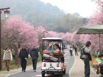 杭州超山呈现“十里梅花香雪海”美景