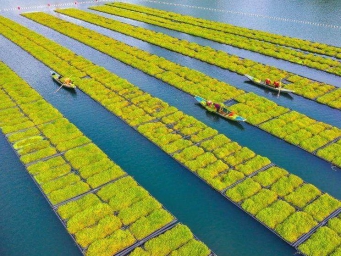 浙江淳安：雨水时节 湖上菜园春收忙