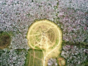 20 hectares of peach flowers in full blossom in Xi'an