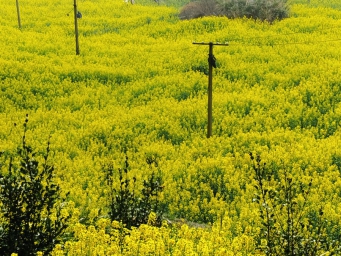 江西南昌：梯田油菜花开出别样风景