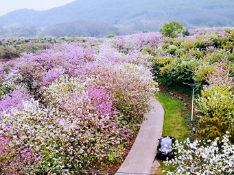 这里春色盎然，花满赤坭绽如画