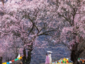 跟着节气过日子：不负春光 春分节气看哪里莺飞草长百花开