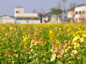 青神：五彩油菜花绽放“美丽经济”