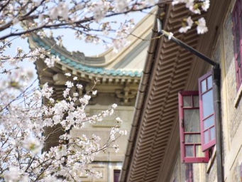 Cherry blossoms in Wuhan University enter best viewing season