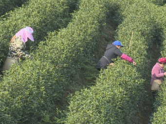 茶叶加工厂正式投用，广安最大白茶基地预计年底突破万亩