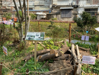 上海高中生8个月建造社区生境花园，刺猬和雨蛙能回来吗 一名上海的高中生自己动手设